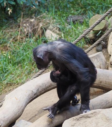 Schimpansennachwuchs mit Mutter c ZooLeipzig